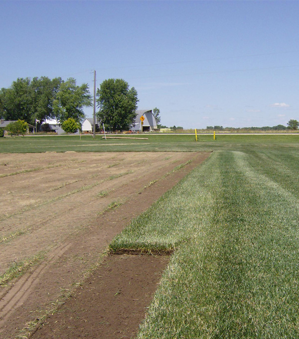 Professional Sod Installation Services